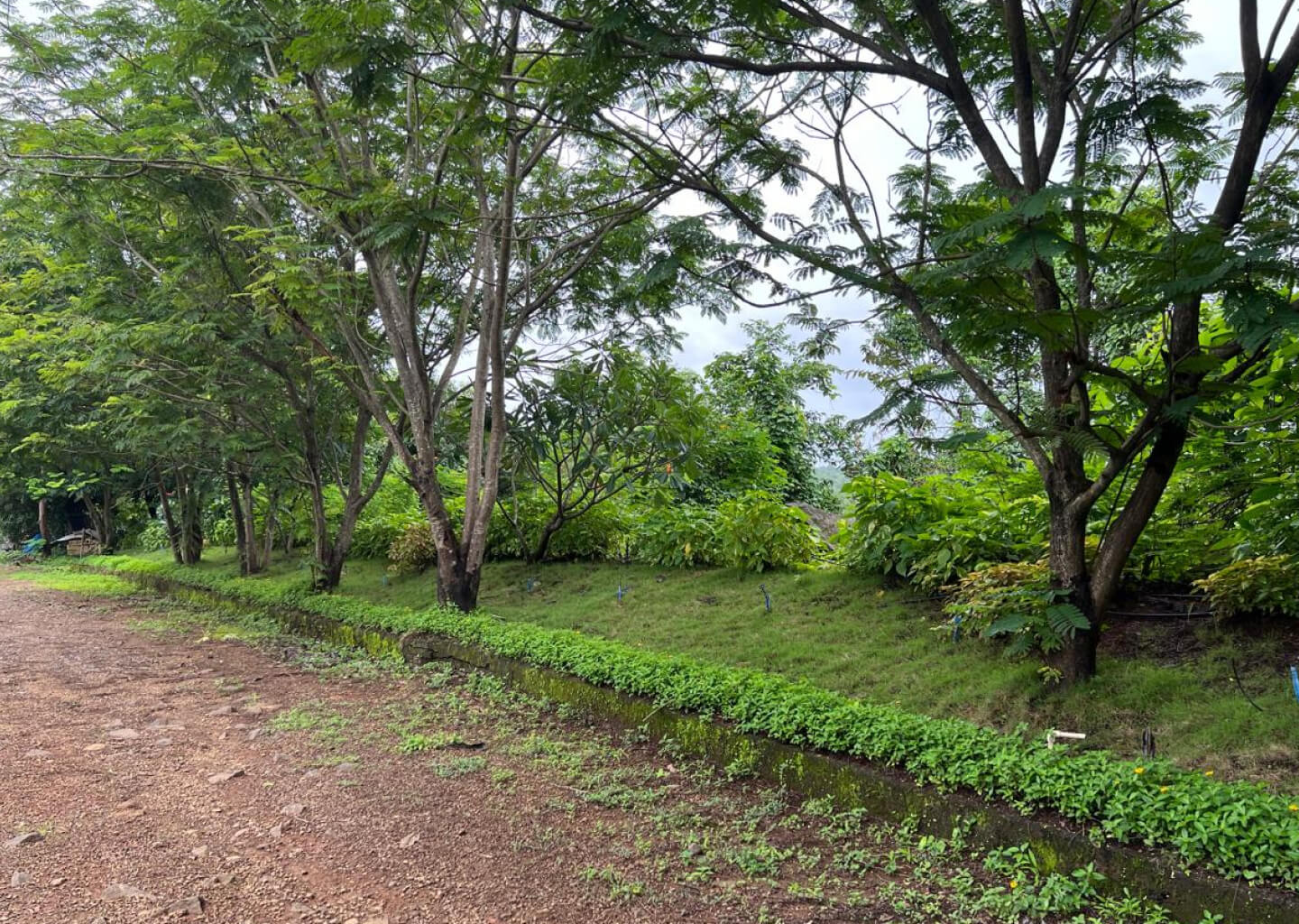 Forest trail · monsoon green